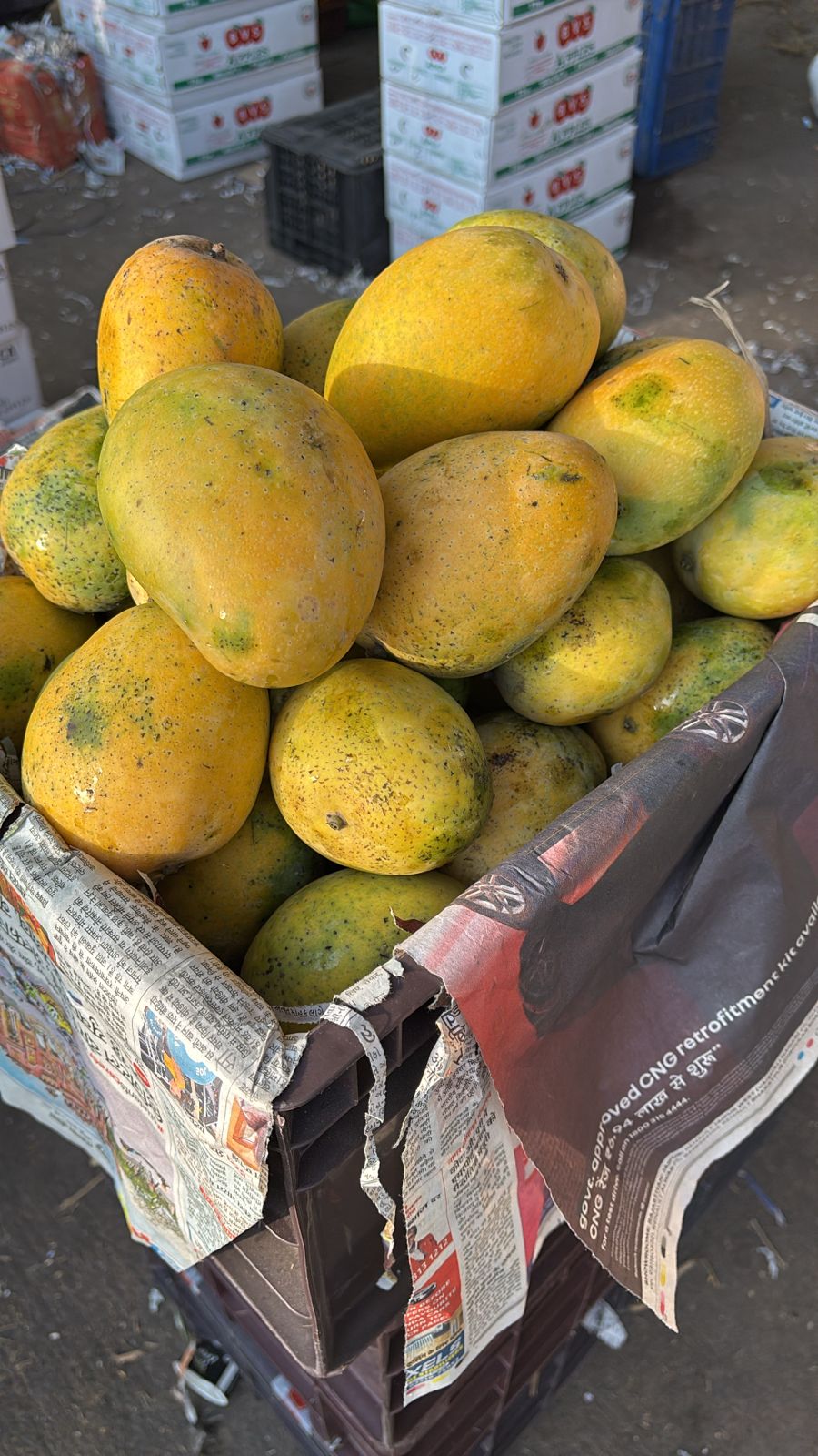 Mango-Safeda