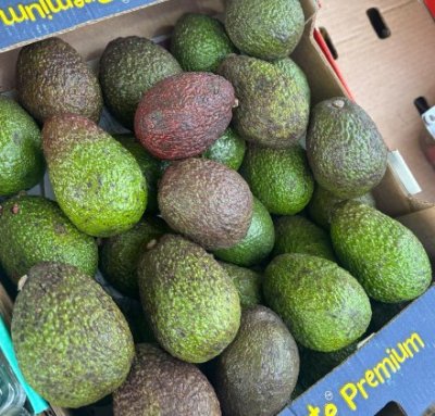 Avocado